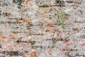 Closeup of birch bark details