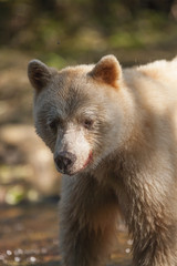 Fototapeta premium spirt (blonde) bear