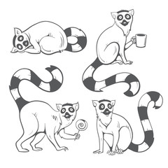 Cute cartoon ring tailed lemurs set. Funny four madagascar cats. Vector image. Children's illustration. Contour drawing. © voron4ihina