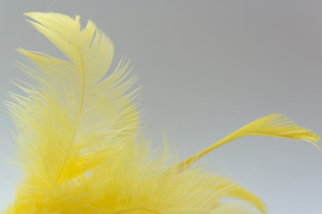 feather