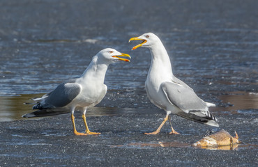 Fototapeta premium Herring gull
