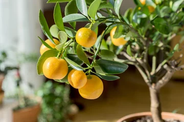 Foto op Plexiglas citrus trees / little orange tree in a pot © Cora Müller