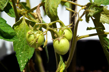 young tomatoes in sunshine