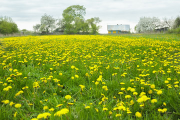 Country landscape of spring meadow with yellow flowering dandelions and old farm log house