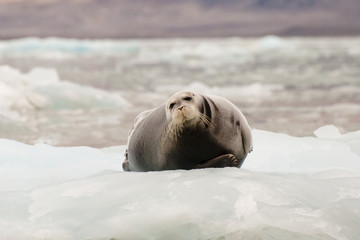 Fototapeta premium Seal - Svalbard