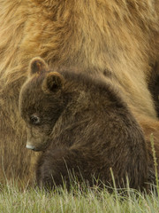 Fototapeta premium cubs with mother bear