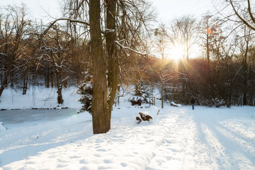 Fototapeta premium Sonnenlicht im Winter Wald