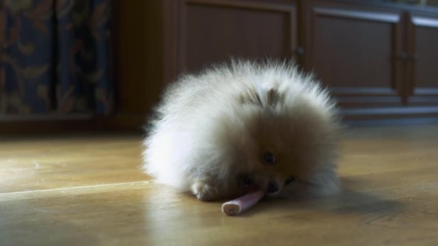 Spitz puppy, small furry dog playing with bone (4k uhd 3840x2160, ultra high definition, 1920x1080, 1080p) 