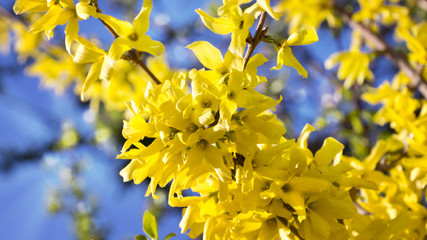 Forsythienstrauch im Sonnenschein