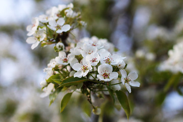 
tree branch with white flowers of apple . blooming spring gardens .