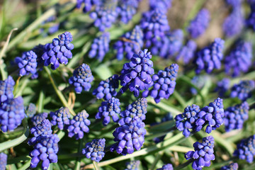 
muscari flowers . muscari . beautiful blue color of the cone-shaped alpine slide