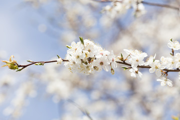 Spring border background with pink blossom