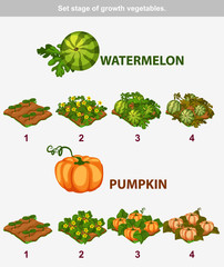 stage of growth vegetables. Watermelon and Pumpkin