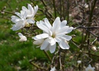 Weiße Sternmagnolie blüht - Magnolia stellata