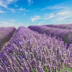 Fototapeta premium Lavender blooming field