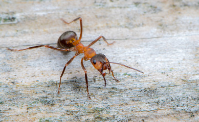 Eine Rote Waldameise läuft auf einem alten Baumstamm herum