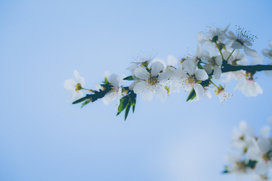 Fototapeta kwitnące drzewa.
