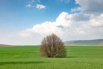 Lonely tree in fresh colourful spring landscape