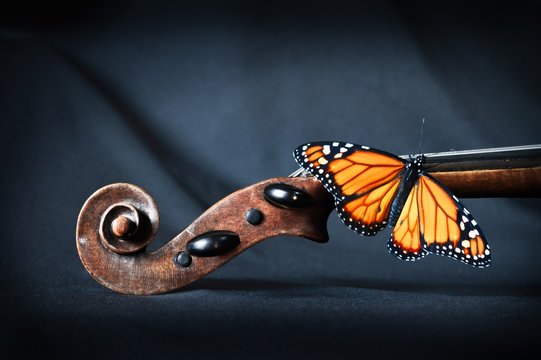 Mariposa posada en viol&iacute;n