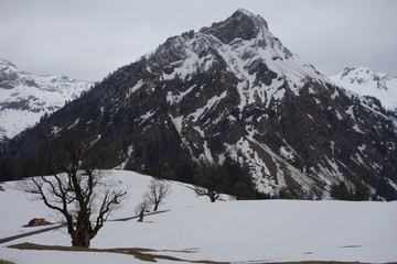 alte Bäume in Berglandschaft
