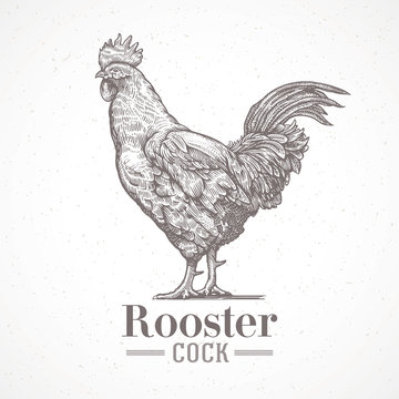 Rooster in graphic style. Drawing by hand.