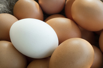 Close up of group of identical chicken eggs except one