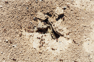Close-up shot of anthill in the soil