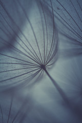 wiosenne tło z dmuchawcami © R_Szatkowski