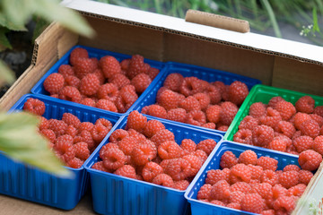 Juicy organic Norwegian raspberies in a coloful boxes. Fresh berries just picked up in the garden in a countryside ready for healthy snacks and desserts.