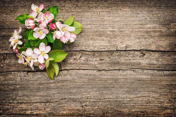 Blossoms apple tree flowers vintage toned