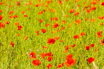 Red poppies in a summer meadow on sunny day