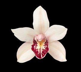 Orchid flower head isolated on black background closeup