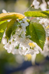 kwitnące drzewo. wiosenne tło © R_Szatkowski