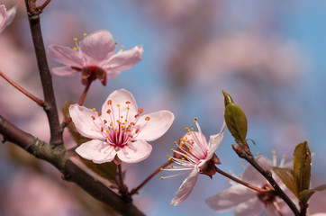 Pink cherry plum flowers on a blue sky background