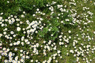 Gänseblümchen im Gras © Regine Ruedinger