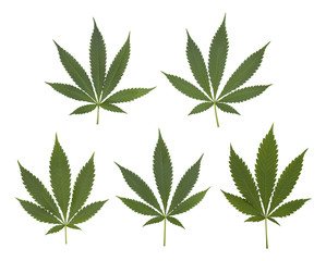 Set of cannabis leaves set