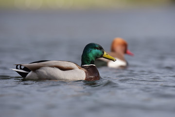 Mallard, Duck, Anas platyrhynchos
