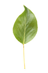 Obraz premium Green leaf isolated on a white