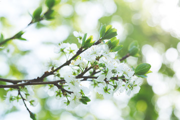Blooming tree in spring with white flowers