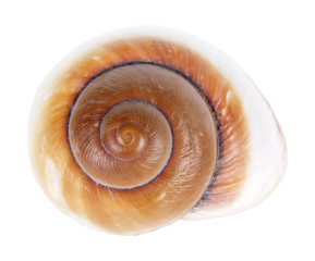 Landsnails