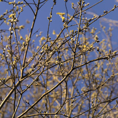 Buds On Trees