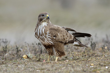  Buzzard (Buteo buteo) perched on the floor