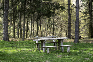 Bench in the wood