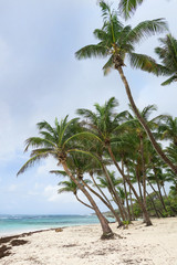 Obraz na płótnie Canvas Palmen am Sand Strand mit Meer und Himmel in türkis und blau als Hintergrund