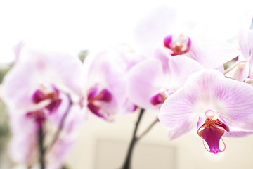 Fototapeta na wymiar grupo de Orquídeas difuminadas y una nítida