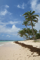 Fototapeta na wymiar Palmen am Sand Strand mit Meer und Himmel in türkis und blau als Hintergrund