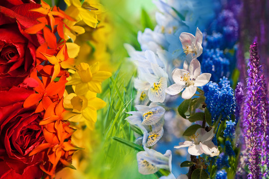 Colorful rainbow of flowers
