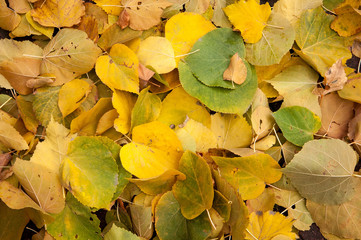 Autumn Leaves in the Park