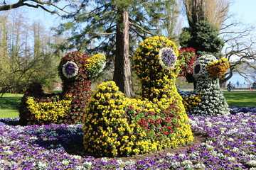 Drei Enten aus gepflanzten Frühlingsblumen, spezielle Gartengestaltung, Gartenkunst