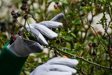 Frühling im Rosengarten,Rosenschnitt, Gartenpflege